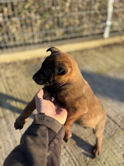 Белгийска овчарка (малиноа)