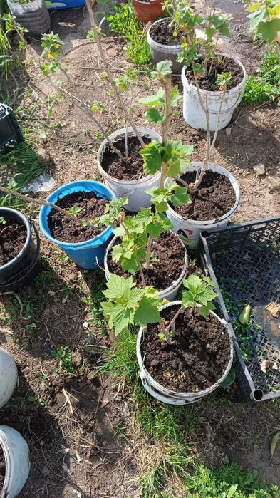 Продам саженцы,  многолетние цветы