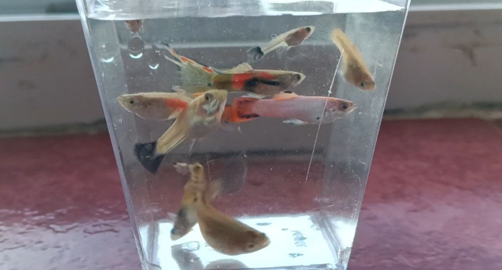 Pești Guppy Endler
