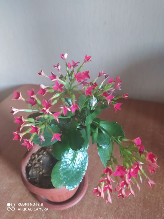 Продам комнатные цветы