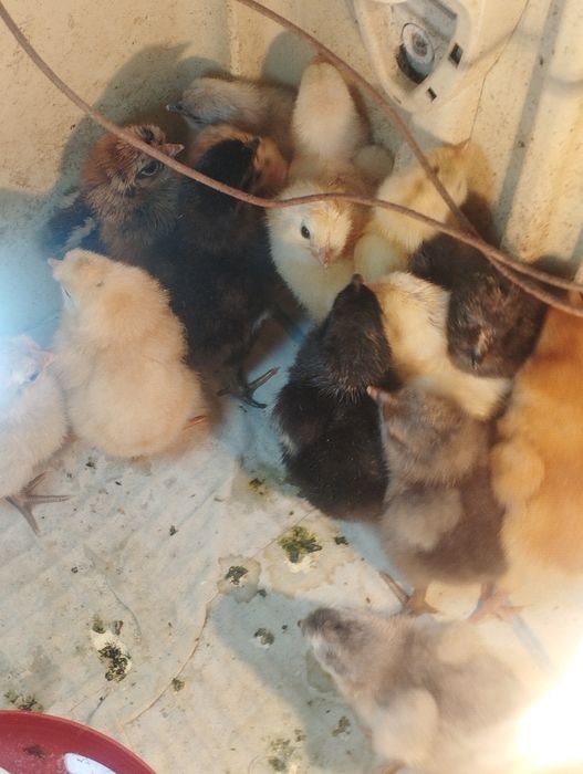 Куры несушки ломан Вайт