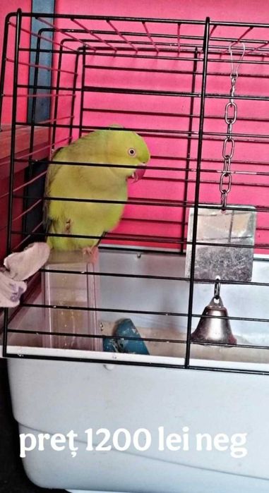 Papagali Micul Alexander