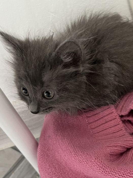 Отдам котенка в добрые руки