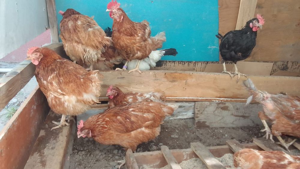 Продам курей несутся нормально
