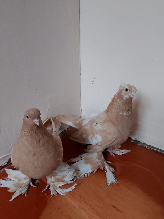 Голуби начаты  гладкие