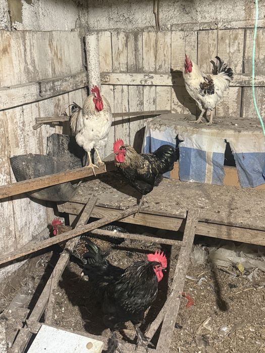 Продам петухов брамо