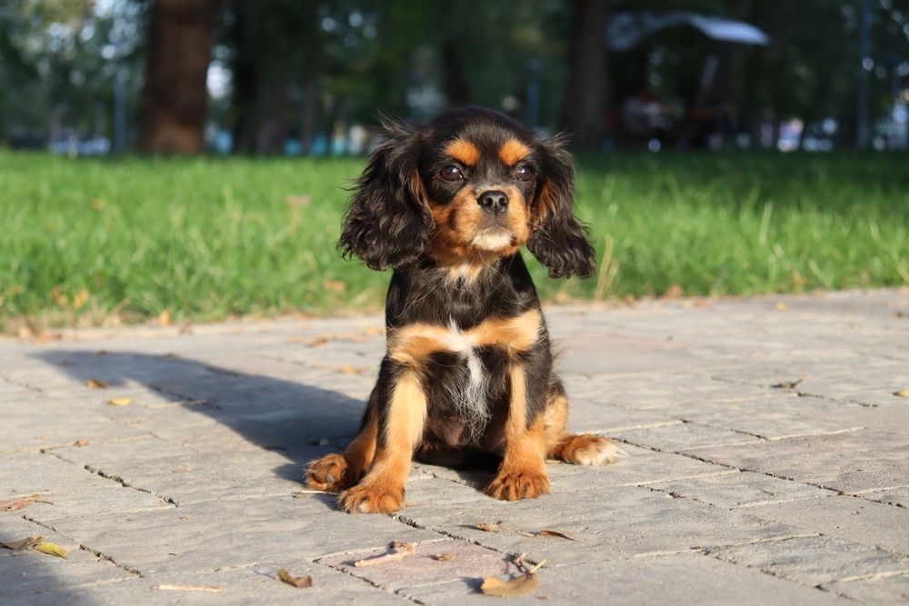 Щенки Кавалер Кинг Чарльз Спаниель