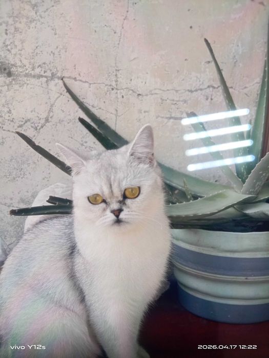 Продам кошку породистая