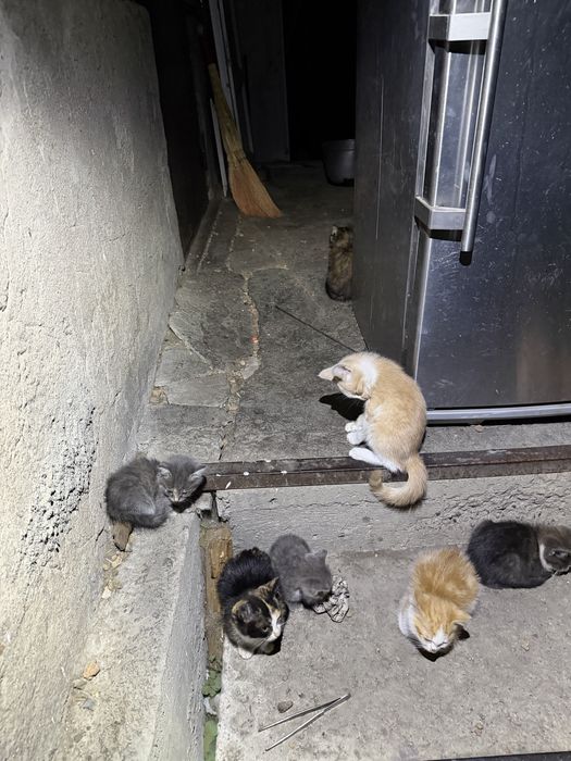 Котята супер кошки и коты