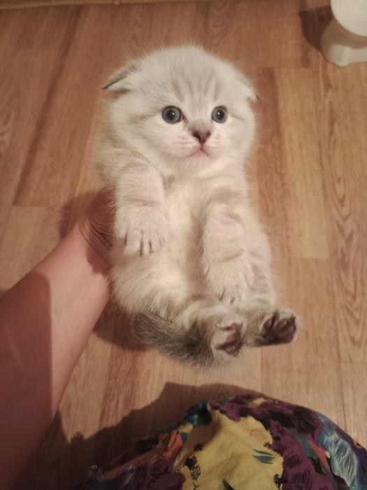 Шотландские котятки Резерв