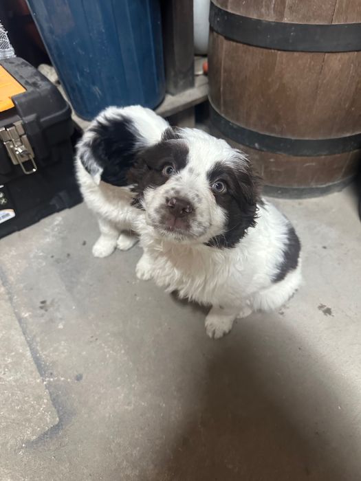 Каракачанка мъжко/женско