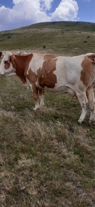 Vaca de vanzare de 6 ani