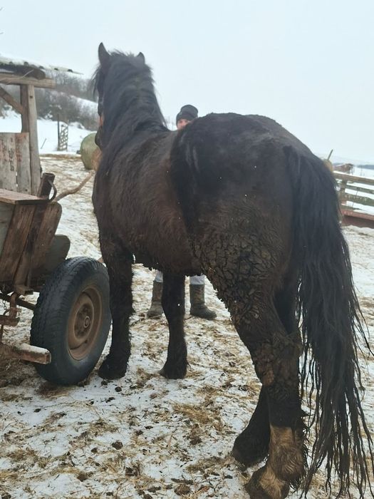 Vând mânz de 3 ani