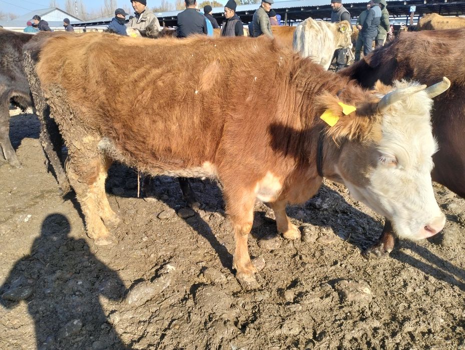 Семіз қысыр сиырлар сатылады