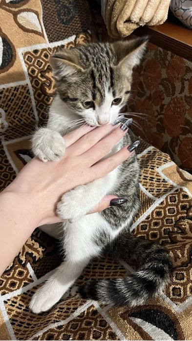 отдам котёнка в добрые руки