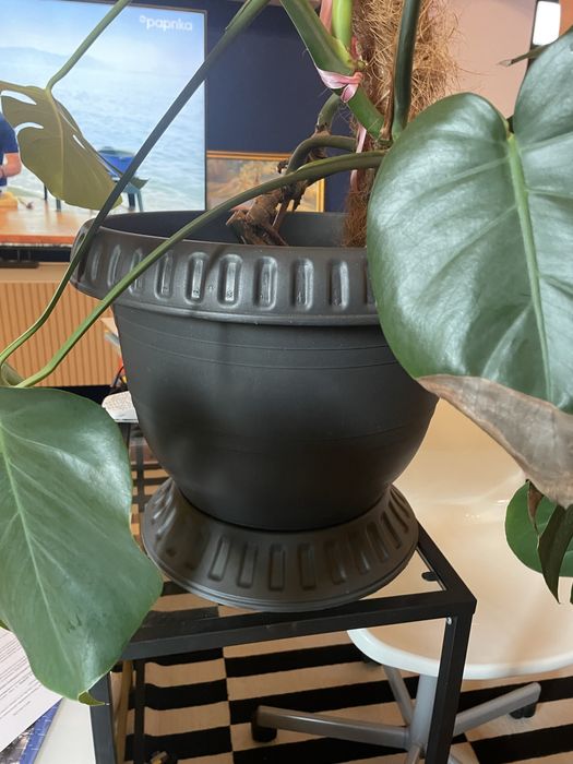 Monstera deliciosa in ghiveci decorativ mare