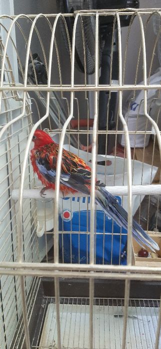 Розелла. гранатовый самец