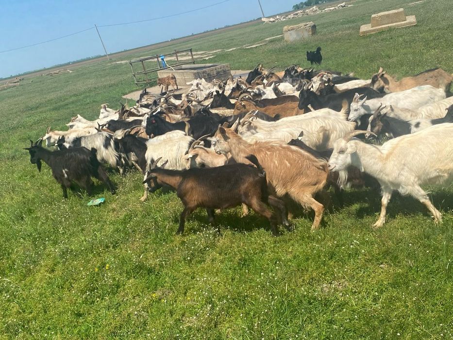 Vând 81 de capre bune de lapte