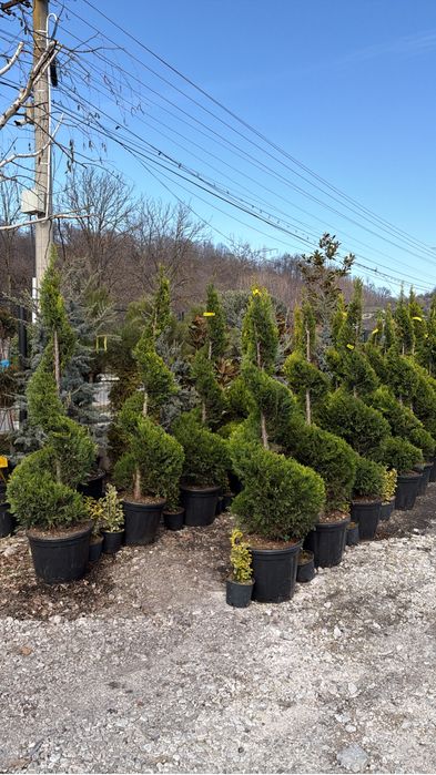 Palmieri trachycarpus,spirala,pon-pon,pin, leylandii ,plante ornamenta