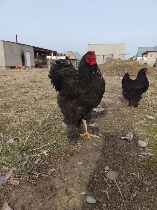 Черный брама балапандары