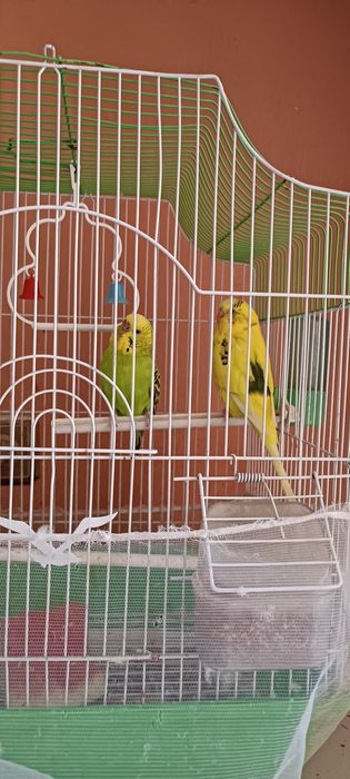 Волнистые Папугай 2 шт.