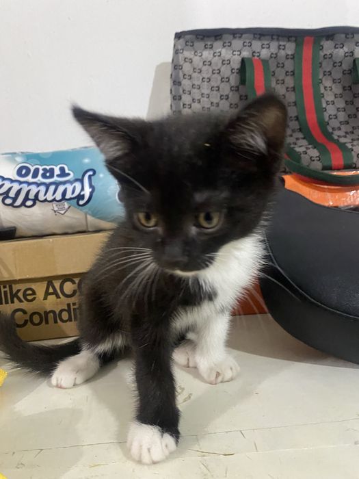 Котёнок домашний мальчик отдам