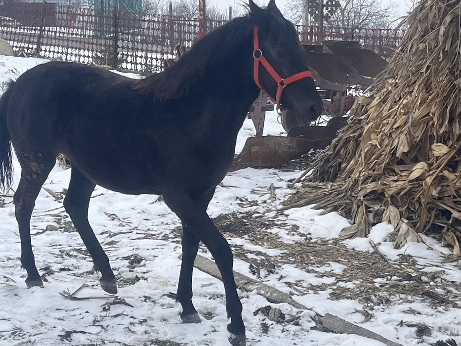 Vand carlana de 9 luni