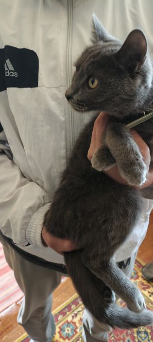 Кошечка 6 ойли ранги дымчатый