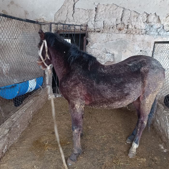 Тай сатылады !!!