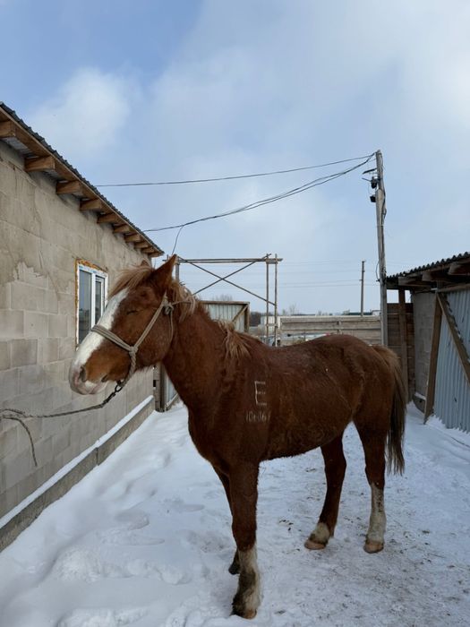 Продам Лошадь / Ат сатлады