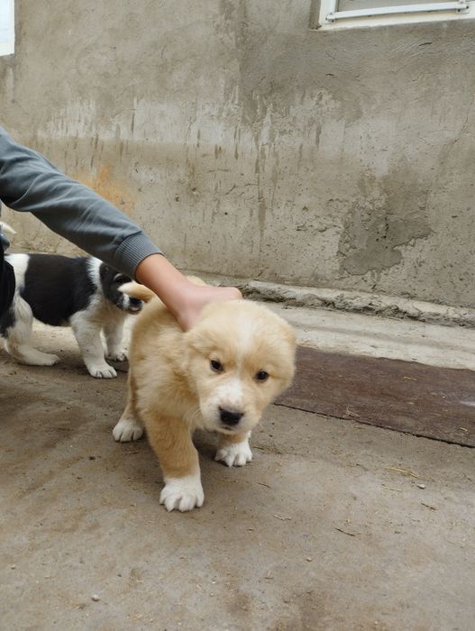 Щенок Алабая кобель  (мальчик)