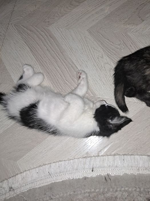 Котята ходят в лоток