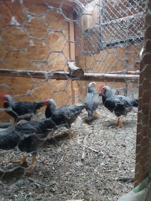 Italiană argintie pui 3,5 luni