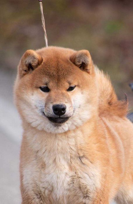 Шиба ину бебета в продажба