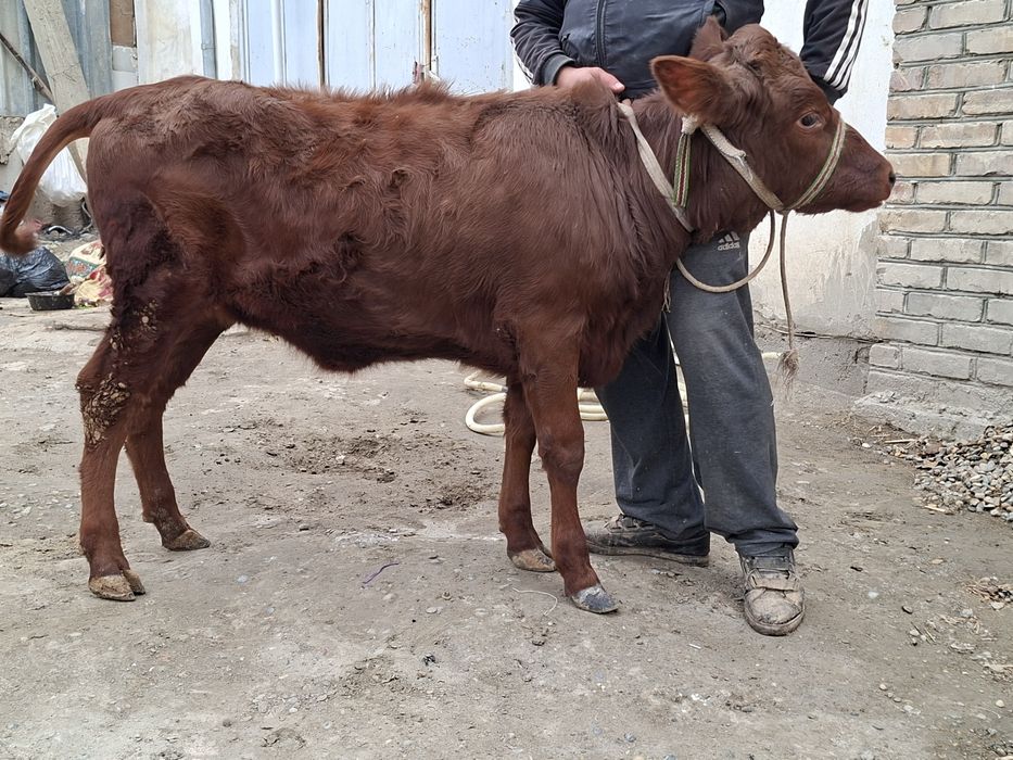 Гуножин ёш хурон месни молча