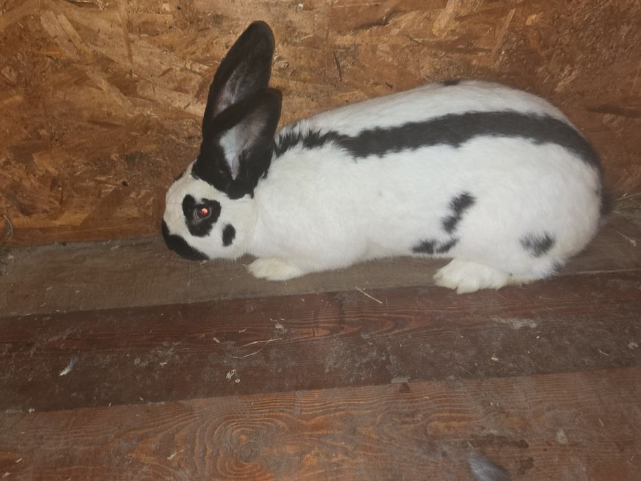 MasculUriaș pestrit german