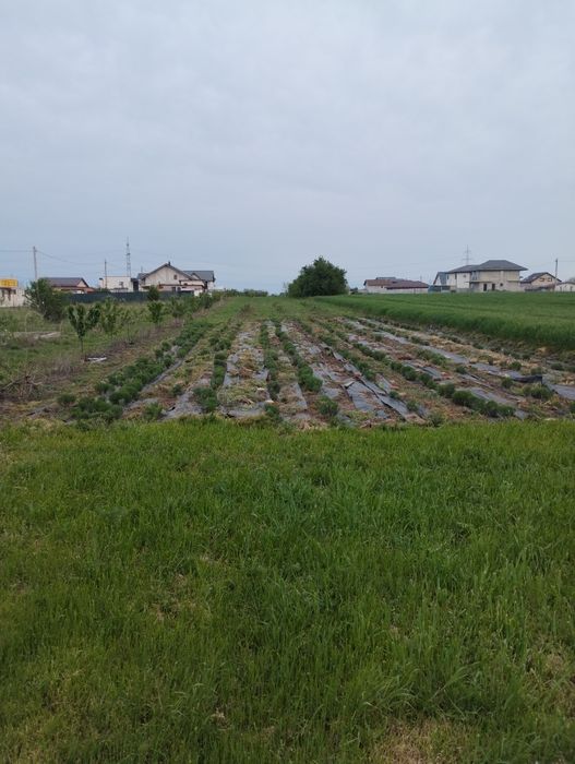 Tufe butași lavanda levănțică aclimatizați Berceni  Ilfov/ Apărătorii