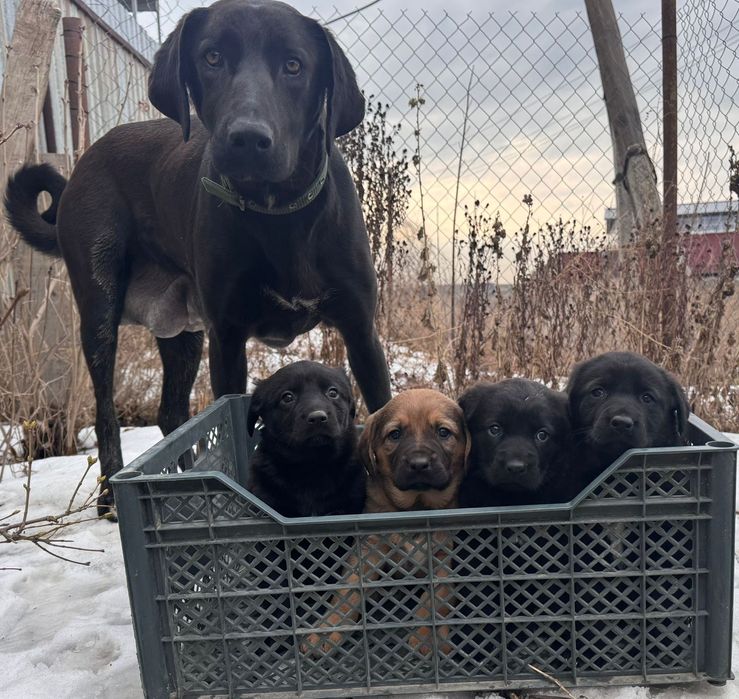 Майоркская овчарка