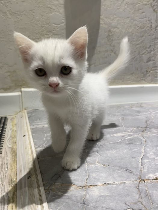 шотландский прямоухий