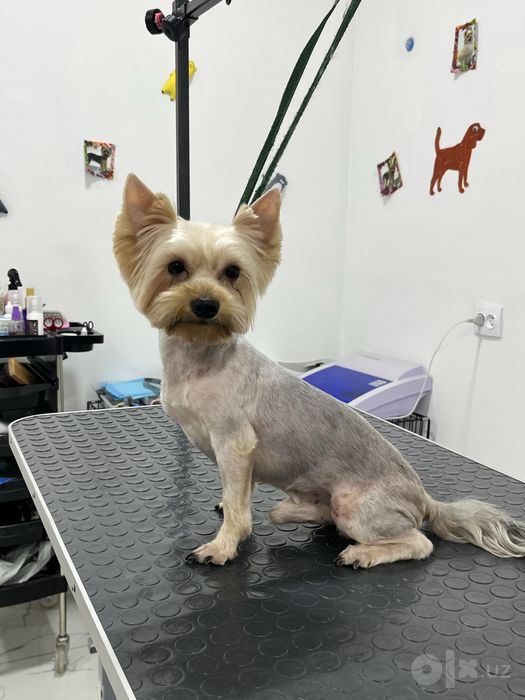 Груминг собак маленьких пород