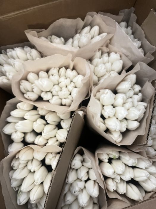 Тюльпаны доставка 7-8 марта