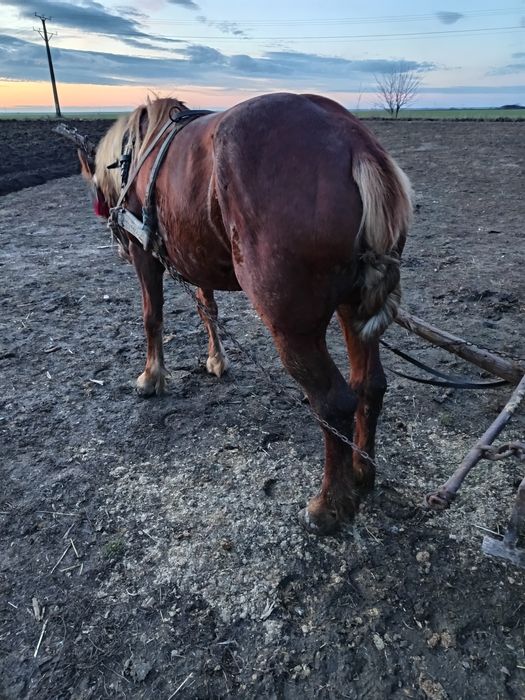 Vand iapă bună de căruță fără defecte mai multe detalii la Nr de telef