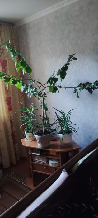 Продам комнатные растения