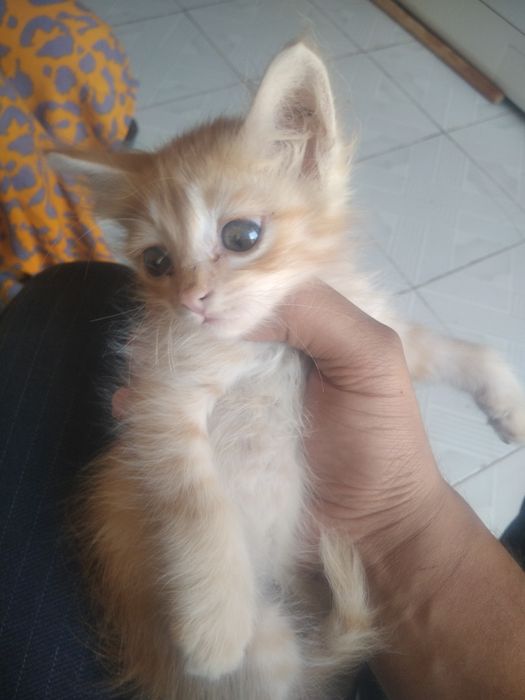 1 oylik yaxshi be pul