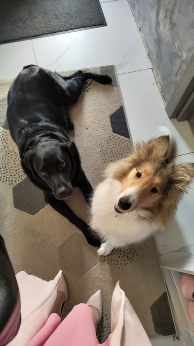 Pet sitter Cluj - cazare la casa