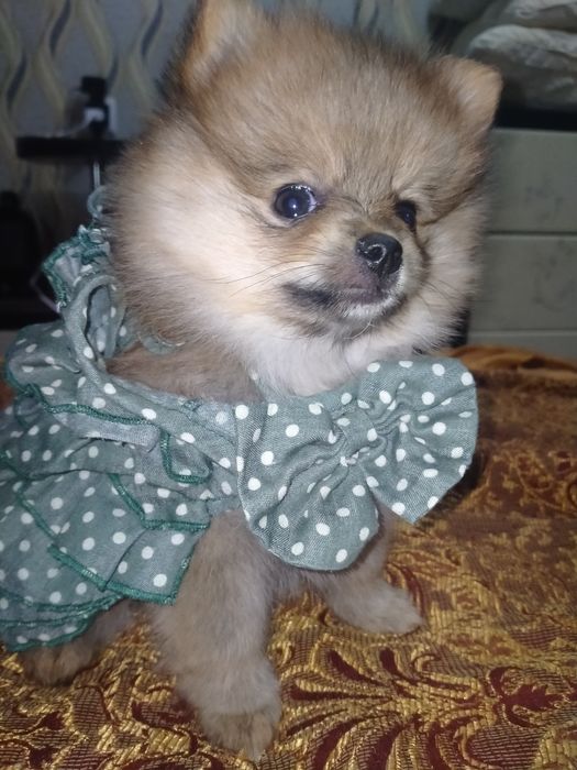 Померанский шпиц