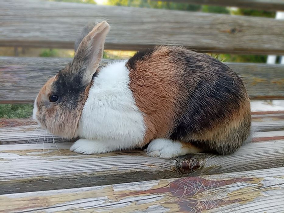 Quyon Galand yoponskiy akras