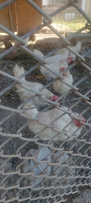 Продам курей несушек