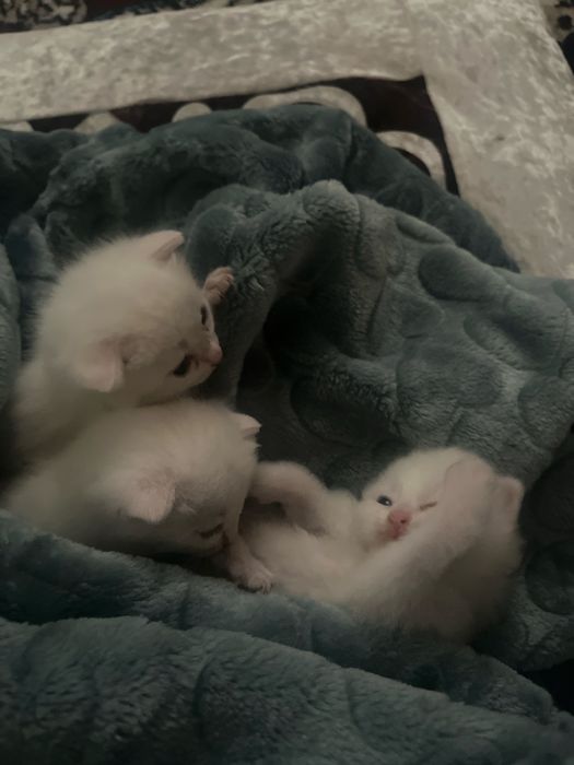 Котята красивые , миленькие