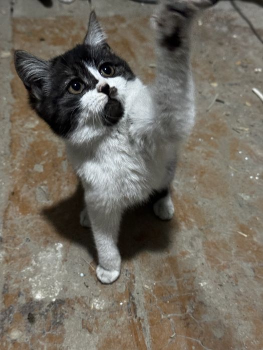 Отдам котят и их маму кошку